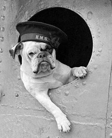 Venus the Bulldog, 1941